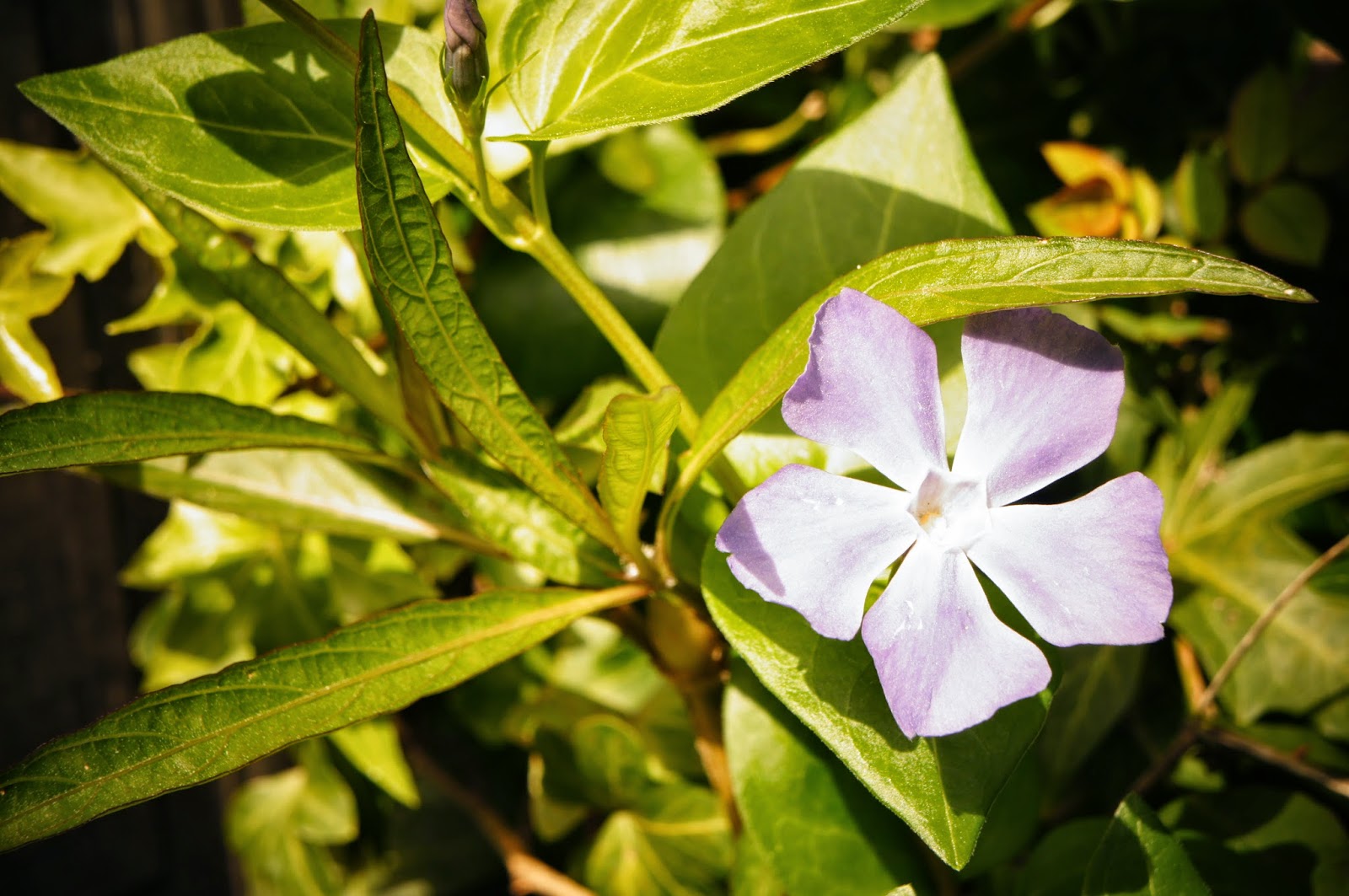 Beautiful flower -2