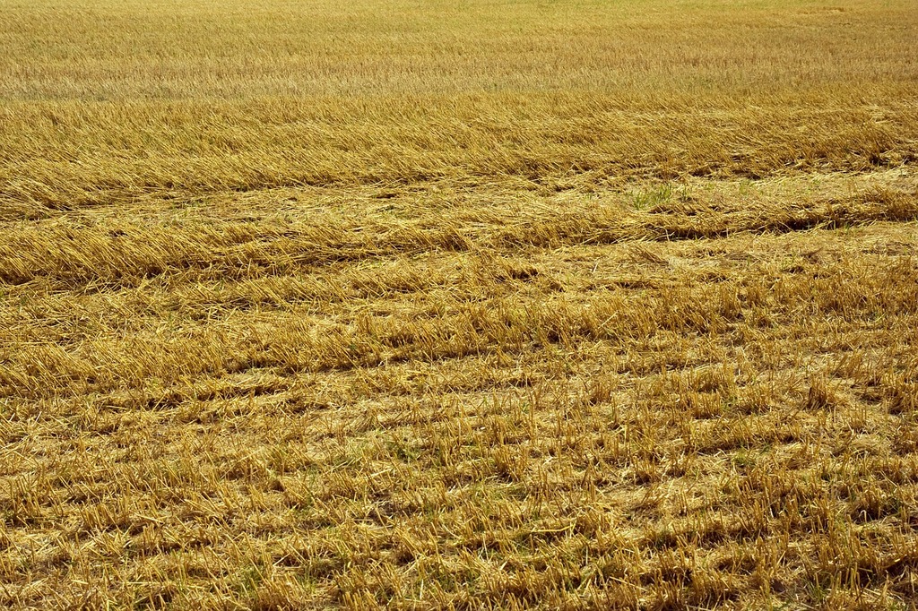 Stubble fields yellow background